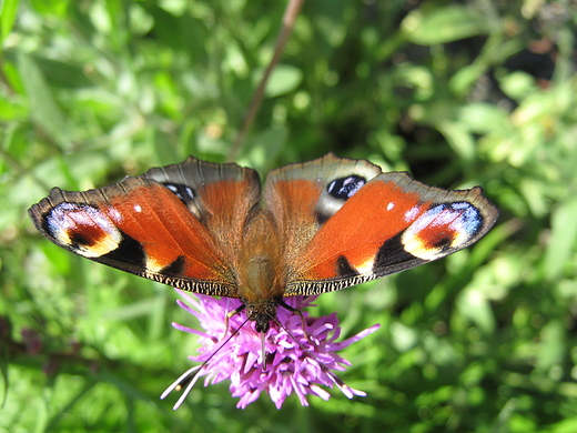 motyl