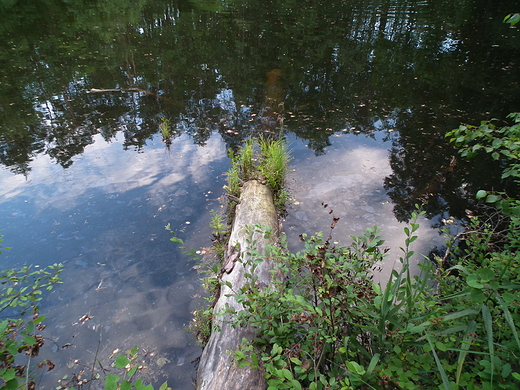 urocze oczka wodne w  lasach Staszowa - Golejowa