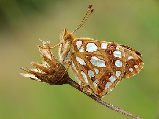 Dostojka latonia