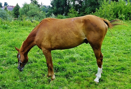 Konik z gospodarstwa agroturystycznego w Hrubieszowie.