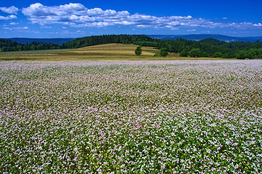 Polana niedaleko Jodowa