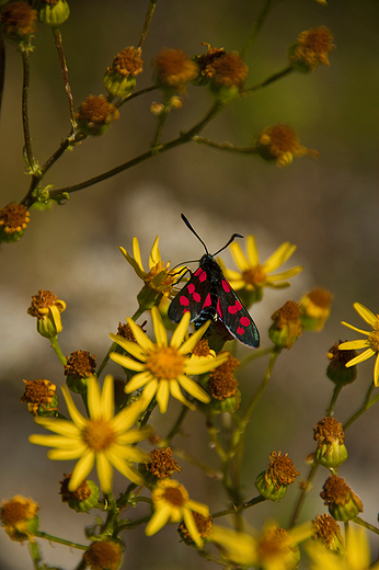 Kranik szecioplamek