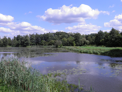 PUSZCZA BIALOWIESKA