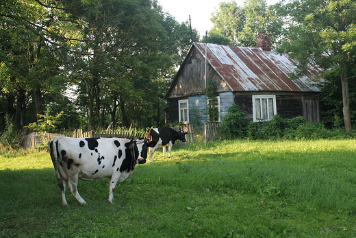 Wsi spokojna ...