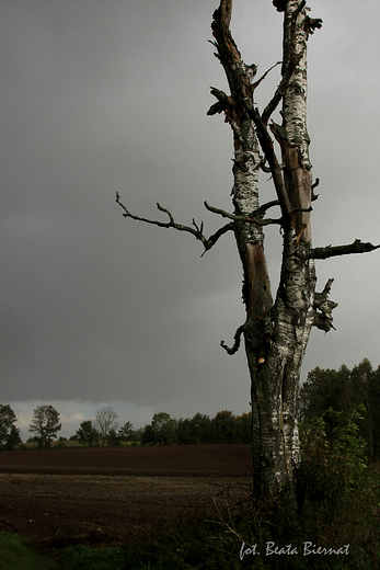 Sierżno
