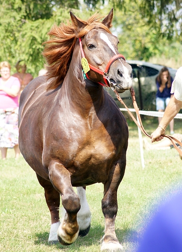 VI pokazy koni zimnokrwistych Tuczna 2013