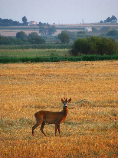 polski Bambi ;0