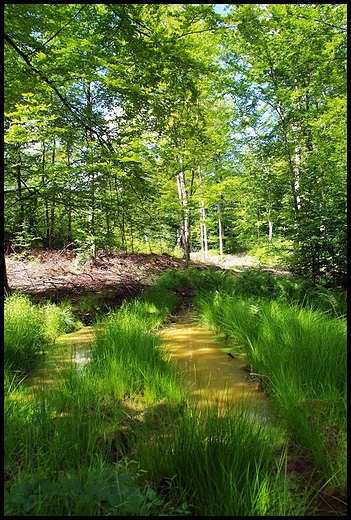 Bukowy las k.Koszalina