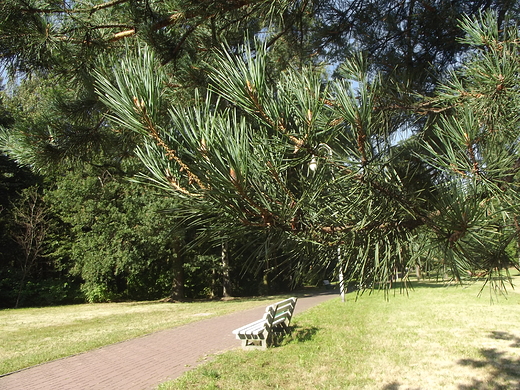 Katowice.Park Kociuszki.