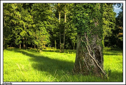 Golejewko - zaoenie paacowe_ zabytkowy park