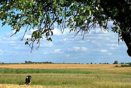 Podlaska preria :