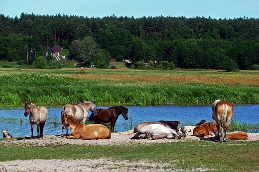 Poranek nad Narwi