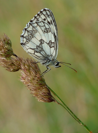 Polowiec szachownica