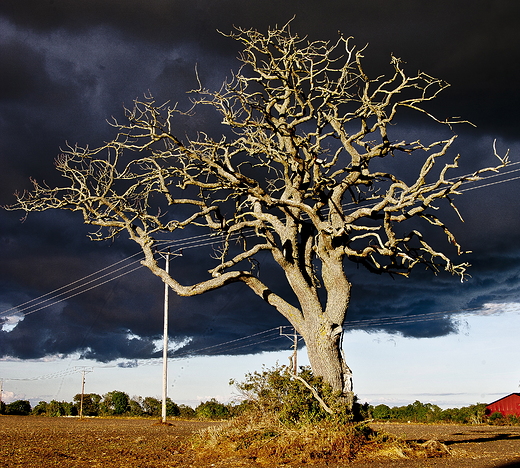 naga natura