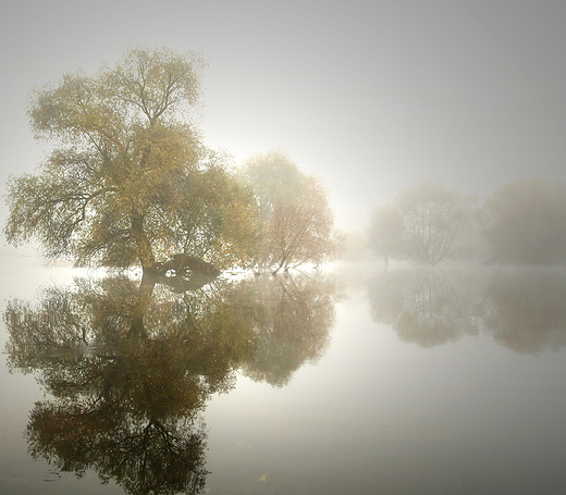 Odra