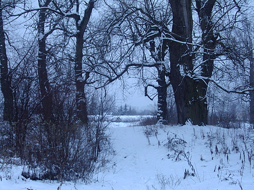 Zima na stalowowolskich boniach