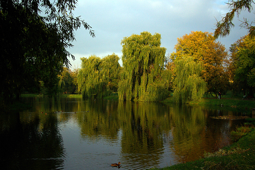 Szydowiec. Zamek - wierzby w zachodzcym socu