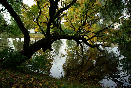 Szydowiec. Zamek - pochylone nad fos drzewo