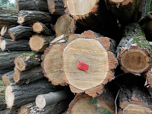 Lasy Pomiechowskie. Pozyskiwanie drewna.