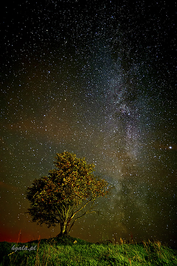 Milky Way Turtul