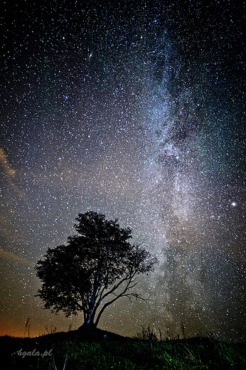 Milky Way Turtul 1