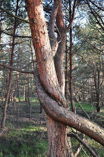 Splecione