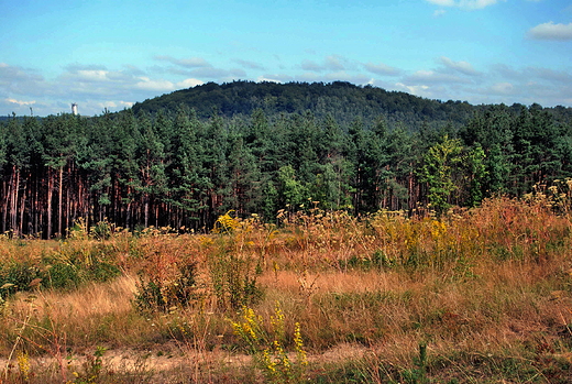 Jura Krakowsko-Czstochowska w okolicach Mirowa.