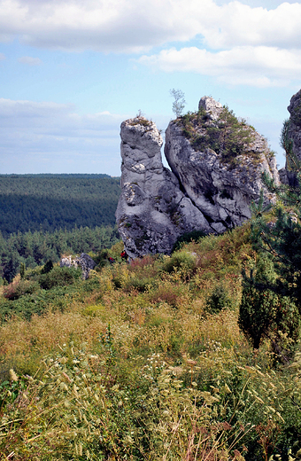 Ostace skalne w pobliu Mirowa.