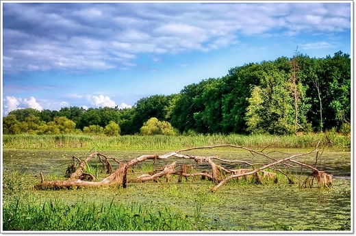 starorzecze Warty