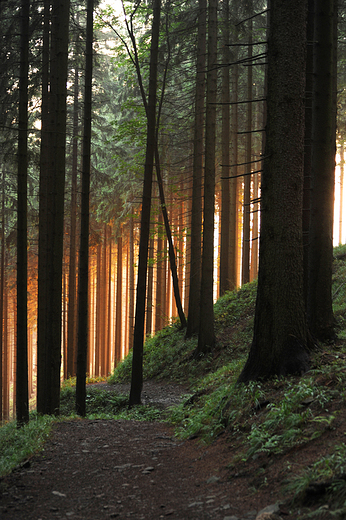 Las w drodze na Przegibek. Beskid ywiecki