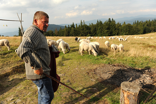 Juhas z Madej Hory przepdza owce sprzed bacwki. Hala Rycerzowa