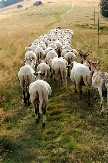 Hala Rycerzowa - owce wracajce z wypasu na Mucule