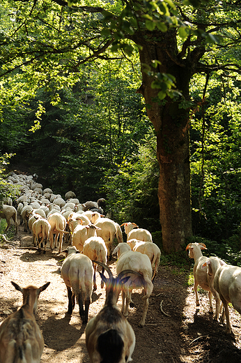 W drodze na Rycerzow... Tradycyjny wypas owiec w Beskidach