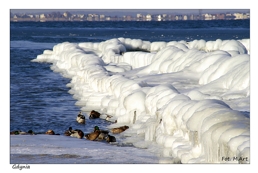 Gdynia - Babie Doy. Oblodzone falochrony