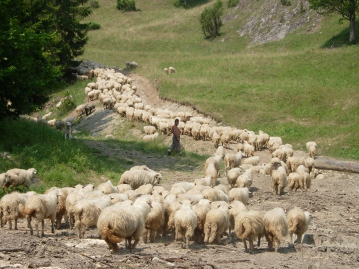 Spd owiec