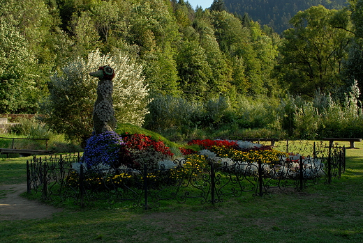 Szczawnica paw na cyplu