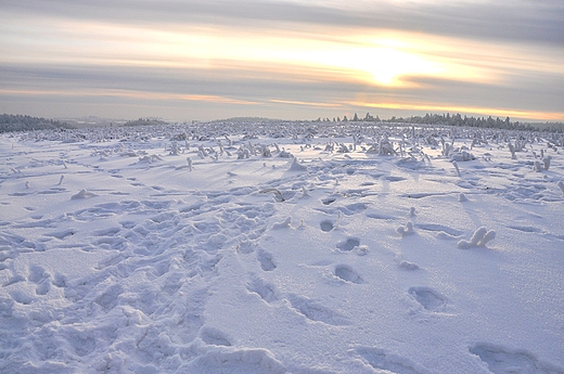 Widok na pola w Cianowicach. 15 km od Krakowa