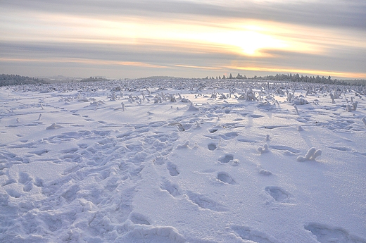 Widok na pola w Cianowicach. 15 km od Krakowa