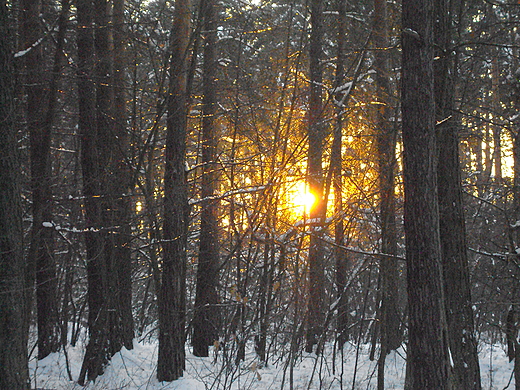 Zimowe soce w lesie. Okolice Stalowej Woli