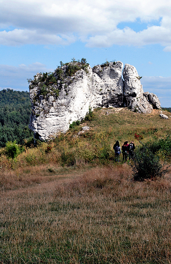 Samotna skaa z okolic zamku w Mirowie.