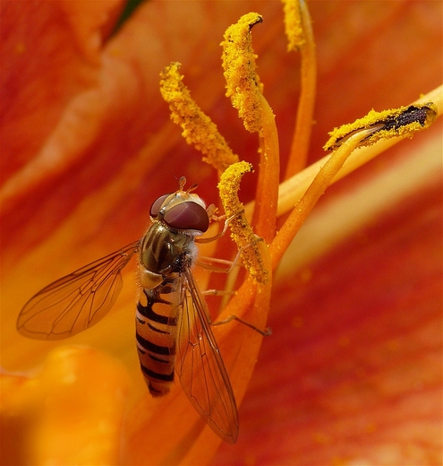 Flora i fauna