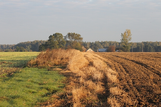 Pola wczesn jesieni