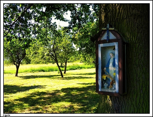 Ligota - kapliczka na drzewie w Lesie Korytnickim
