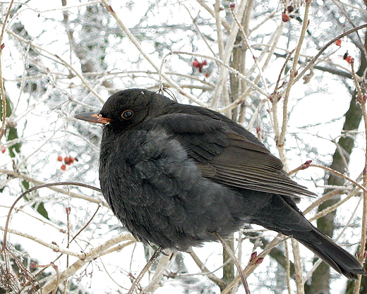 Kos. Siennica Nadolna