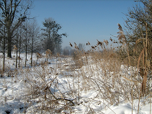 Rzeka Siennica zim