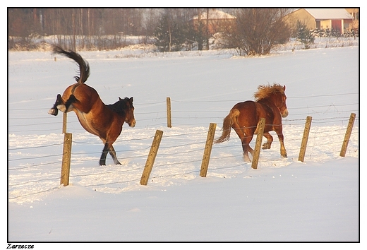 Zarzecze - konie na zimowym wybiegu