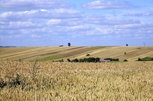 pola w okolicy Wiszenek i Czajek w pow.Krasnystaw