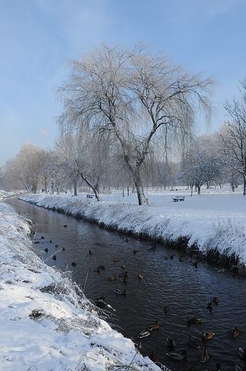 zima w parku