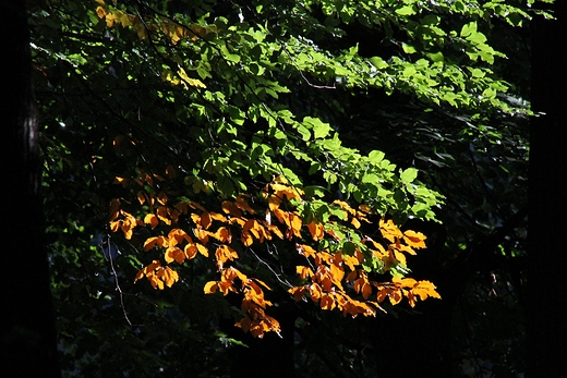 Barwy jesieni