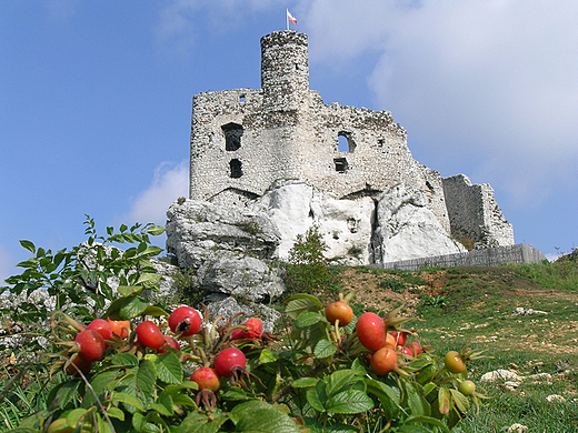 Ruiny zamku w Mirowie i dzika róża